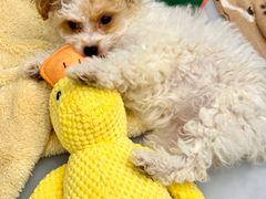 -有喵·猫咖·狗咖·40+猫狗有小奶狗(岗厦店)