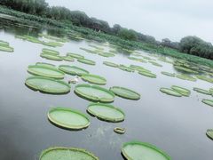 -荷塘月色湿地公园·向阳花洲