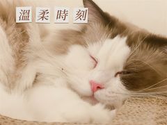 -猫腻·猫咖·撸猫馆(星光大道店)