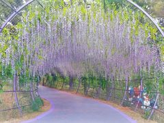 -大塘金香草谷
