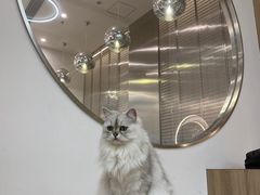 -瞄一喵猫咖(格力海岸店)