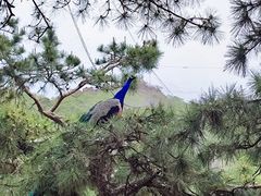 -燕塞湖鸟语林景区