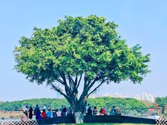 -海珠湖公园