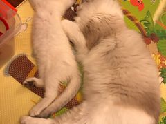 -东方名猫馆·英短金渐层布偶猫舍(环线广场1号楼店)