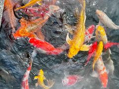 -杭州西湖柳莺里酒店·闻莺厅