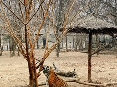 -北京野生动物园