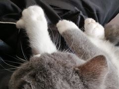 -东方名猫馆·英短金渐层布偶猫舍(环线广场1号楼店)