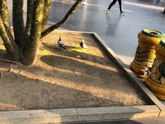-北京国子监胡同