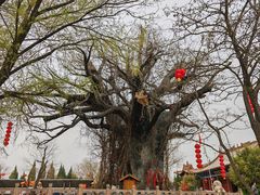 -大槐树寻根祭祖园