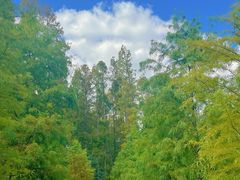 -黄海国家森林公园