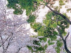 -西北湖绿化广场