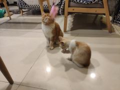 -平行世界·猫咖(首经贸店)