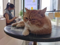 -瞄一喵猫咖(格力海岸店)