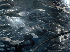 -上海海洋水族馆