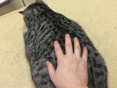 -瑞鹏宠物医院·骨科·猫科·内科(第一中心)