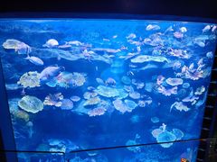 -暹罗海洋世界