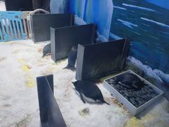 -上海海昌海洋公园