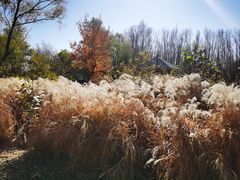 -野鸭湖国家湿地公园