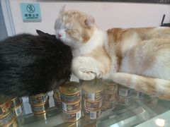 -Heymao猫咖.咖啡厅(东门店)