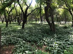 -长春市南湖公园