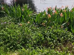 -荔湾湖公园