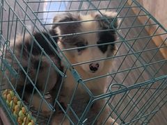 -瑞派名望志远动物医院·猫科·內科·异宠专科(直港大道店)