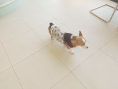 -怪兽屋·羊驼·猫咖·狗咖(俊华广场店)