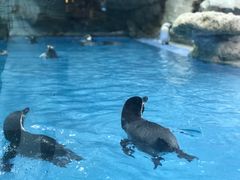 -帝企鹅自助餐厅•儿童岛•真企鹅(长隆企鹅酒店)