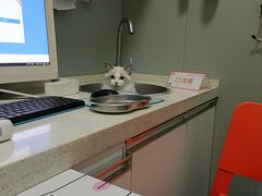 -伟伟宠物医院·瑞派猫友好医院·猫科(光谷店)