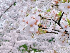 -顾村公园