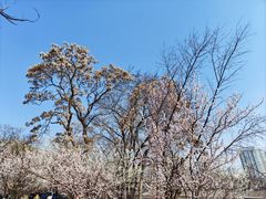 -桃花堤公园