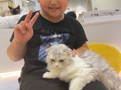 -COLOR PETS 撸猫馆·购猫·猫咖(长风大悦城店)