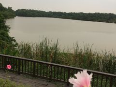-大湾区中央湿地公园