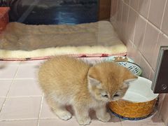 -FAELING PETS美天灵宠物(富力广场店)