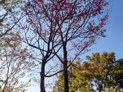 -飞凤山奥体公园