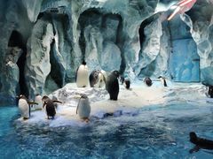 -帝企鹅自助餐厅•儿童岛•真企鹅(长隆企鹅酒店)