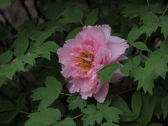 -陕西师范大学(雁塔校区)