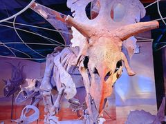 -正佳自然科学博物馆