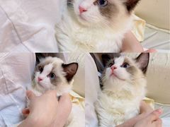 -lincat·猫舍(广州店)