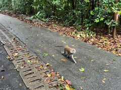 -武吉知马自然保护区