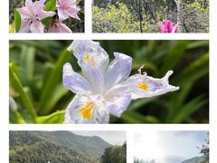 -桃花岭景区