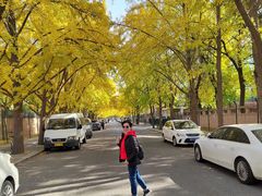 -三里屯东五街银杏大道