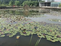 -微山湖红荷湿地景区