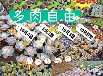 铁机路花卉市场给你多肉自由