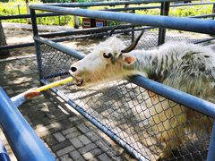 -长白岛森林公园