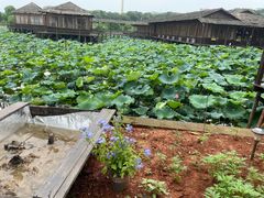 -军山湖云水间生态农业旅游景区
