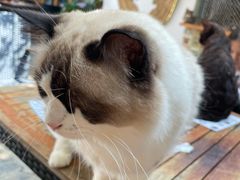 -喵屿·大理花园猫咖