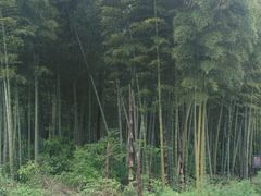 竹林-莲峰云海景区