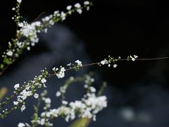 -中国茶叶博物馆(双峰馆区)
