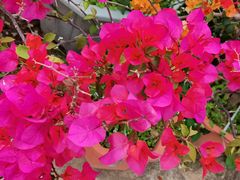 -松山湖梦幻百花洲